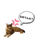 ピノにゃんスタンプ（個別スタンプ：12）