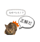 ピノにゃんスタンプ（個別スタンプ：15）