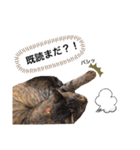 ピノにゃんスタンプ（個別スタンプ：18）
