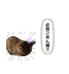 ピノにゃんスタンプ（個別スタンプ：19）