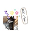 ピノにゃんスタンプ（個別スタンプ：20）