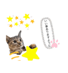 ピノにゃんスタンプ（個別スタンプ：21）