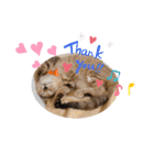 ピノにゃんスタンプ（個別スタンプ：22）