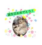 ピノにゃんスタンプ（個別スタンプ：23）