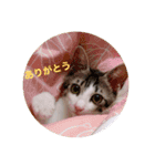 ふくちゃん(こねこver.)（個別スタンプ：1）