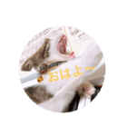 ふくちゃん(こねこver.)（個別スタンプ：3）