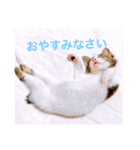 ふくちゃん(こねこver.)（個別スタンプ：4）