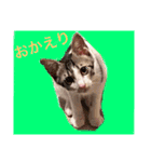ふくちゃん(こねこver.)（個別スタンプ：5）