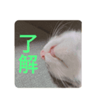 ふくちゃん(こねこver.)（個別スタンプ：6）