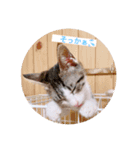 ふくちゃん(こねこver.)（個別スタンプ：7）