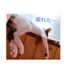 ふくちゃん(こねこver.)（個別スタンプ：8）