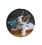 ふくちゃん(こねこver.)（個別スタンプ：10）