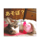 ふくちゃん(こねこver.)（個別スタンプ：11）