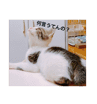 ふくちゃん(こねこver.)（個別スタンプ：12）
