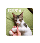 ふくちゃん(こねこver.)（個別スタンプ：14）