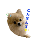夢さんの毎日（個別スタンプ：5）