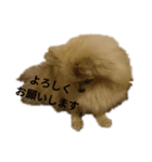 夢さんの毎日（個別スタンプ：13）