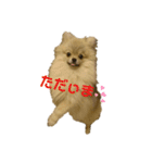 夢さんの毎日（個別スタンプ：24）