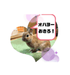 たまにポッケ（個別スタンプ：2）