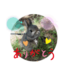 たまにポッケ（個別スタンプ：5）
