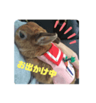 たまにポッケ（個別スタンプ：7）