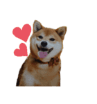 柴犬メルちゃん（個別スタンプ：1）