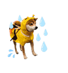 柴犬メルちゃん（個別スタンプ：2）