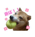 柴犬メルちゃん（個別スタンプ：3）