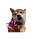 柴犬メルちゃん（個別スタンプ：4）