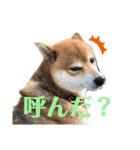 柴犬メルちゃん（個別スタンプ：5）