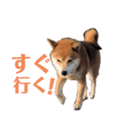 柴犬メルちゃん（個別スタンプ：6）