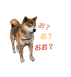 柴犬メルちゃん（個別スタンプ：7）