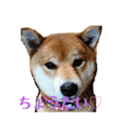 柴犬メルちゃん（個別スタンプ：9）