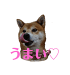 柴犬メルちゃん（個別スタンプ：10）