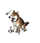 柴犬メルちゃん（個別スタンプ：11）