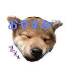 柴犬メルちゃん（個別スタンプ：12）