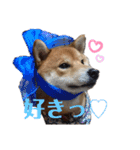 柴犬メルちゃん（個別スタンプ：13）