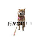 柴犬メルちゃん（個別スタンプ：14）