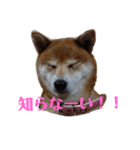 柴犬メルちゃん（個別スタンプ：15）