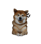 柴犬メルちゃん（個別スタンプ：16）