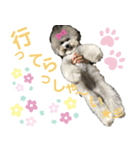 モフモフトイプードルの小梅1（個別スタンプ：1）