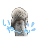 モフモフトイプードルの小梅1（個別スタンプ：3）