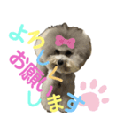 モフモフトイプードルの小梅1（個別スタンプ：5）