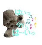 モフモフトイプードルの小梅1（個別スタンプ：10）