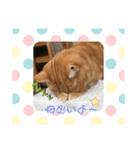 とらじ0725（個別スタンプ：9）