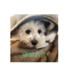 足立ラテ（個別スタンプ：3）