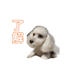 足立ラテ（個別スタンプ：11）