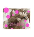 足立ラテ（個別スタンプ：17）