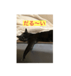 しろくろねこスタンプ（個別スタンプ：1）