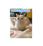 しろくろねこスタンプ（個別スタンプ：2）